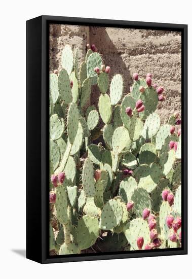 Cacti Cactus Collection - The Prickly Pear-Philippe Hugonnard-Framed Stretched Canvas