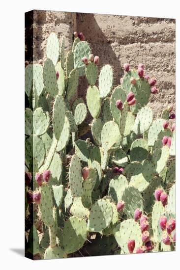 Cacti Cactus Collection - The Prickly Pear-Philippe Hugonnard-Stretched Canvas