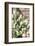 Cacti Cactus Collection - The Prickly Pear-Philippe Hugonnard-Framed Photographic Print