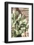 Cacti Cactus Collection - The Prickly Pear-Philippe Hugonnard-Framed Photographic Print