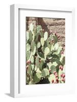 Cacti Cactus Collection - The Prickly Pear-Philippe Hugonnard-Framed Photographic Print