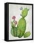 Cacti Collection I-Chariklia Zarris-Framed Stretched Canvas