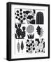 Cacti Composite-Sophie Ledesma-Framed Giclee Print