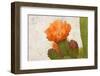 Cacti Flower-Kimberly Allen-Framed Photographic Print