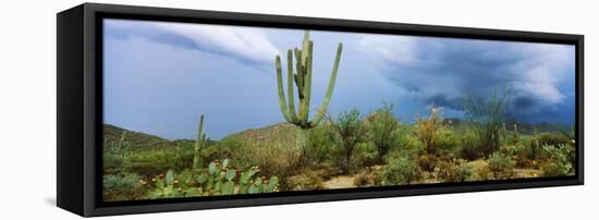 Cacti Growing at Saguaro National Park, Tucson, Arizona, USA-null-Framed Stretched Canvas