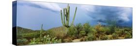 Cacti Growing at Saguaro National Park, Tucson, Arizona, USA-null-Stretched Canvas