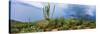 Cacti Growing at Saguaro National Park, Tucson, Arizona, USA-null-Stretched Canvas