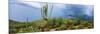 Cacti Growing at Saguaro National Park, Tucson, Arizona, USA-null-Mounted Photographic Print