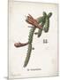 Cacti III-Gwendolyn Babbitt-Mounted Art Print