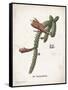 Cacti III-Gwendolyn Babbitt-Framed Stretched Canvas