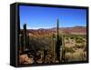 Cacti in Canon del Inca, Tupiza Chichas Range, Andes, Southwestern Bolivia, South America-Simon Montgomery-Framed Stretched Canvas