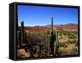 Cacti in Canon del Inca, Tupiza Chichas Range, Andes, Southwestern Bolivia, South America-Simon Montgomery-Framed Stretched Canvas