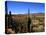 Cacti in Canon del Inca, Tupiza Chichas Range, Andes, Southwestern Bolivia, South America-Simon Montgomery-Stretched Canvas