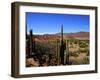 Cacti in Canon del Inca, Tupiza Chichas Range, Andes, Southwestern Bolivia, South America-Simon Montgomery-Framed Premium Photographic Print