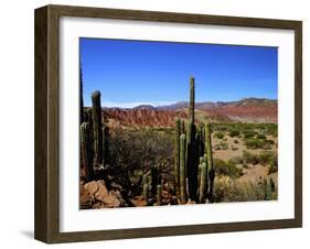 Cacti in Canon del Inca, Tupiza Chichas Range, Andes, Southwestern Bolivia, South America-Simon Montgomery-Framed Photographic Print