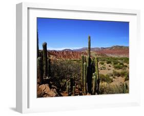 Cacti in Canon del Inca, Tupiza Chichas Range, Andes, Southwestern Bolivia, South America-Simon Montgomery-Framed Photographic Print