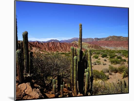 Cacti in Canon del Inca, Tupiza Chichas Range, Andes, Southwestern Bolivia, South America-Simon Montgomery-Mounted Photographic Print