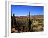 Cacti in Canon del Inca, Tupiza Chichas Range, Andes, Southwestern Bolivia, South America-Simon Montgomery-Framed Photographic Print