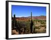 Cacti in Canon del Inca, Tupiza Chichas Range, Andes, Southwestern Bolivia, South America-Simon Montgomery-Framed Photographic Print