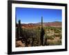 Cacti in Canon del Inca, Tupiza Chichas Range, Andes, Southwestern Bolivia, South America-Simon Montgomery-Framed Photographic Print