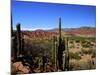 Cacti in Canon del Inca, Tupiza Chichas Range, Andes, Southwestern Bolivia, South America-Simon Montgomery-Mounted Photographic Print