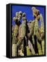 Cacti in Canon del Inca, Tupiza Chichas Range, Andes, Southwestern Bolivia, South America-Simon Montgomery-Framed Stretched Canvas