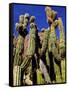 Cacti in Canon del Inca, Tupiza Chichas Range, Andes, Southwestern Bolivia, South America-Simon Montgomery-Framed Stretched Canvas