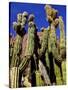 Cacti in Canon del Inca, Tupiza Chichas Range, Andes, Southwestern Bolivia, South America-Simon Montgomery-Stretched Canvas