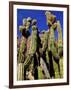 Cacti in Canon del Inca, Tupiza Chichas Range, Andes, Southwestern Bolivia, South America-Simon Montgomery-Framed Photographic Print