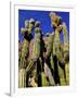 Cacti in Canon del Inca, Tupiza Chichas Range, Andes, Southwestern Bolivia, South America-Simon Montgomery-Framed Photographic Print