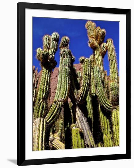 Cacti in Canon del Inca, Tupiza Chichas Range, Andes, Southwestern Bolivia, South America-Simon Montgomery-Framed Photographic Print