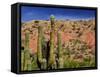 Cacti in Canon del Inca, Tupiza Chichas Range, Andes, Southwestern Bolivia, South America-Simon Montgomery-Framed Stretched Canvas