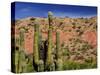 Cacti in Canon del Inca, Tupiza Chichas Range, Andes, Southwestern Bolivia, South America-Simon Montgomery-Stretched Canvas