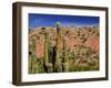 Cacti in Canon del Inca, Tupiza Chichas Range, Andes, Southwestern Bolivia, South America-Simon Montgomery-Framed Photographic Print