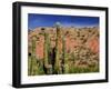 Cacti in Canon del Inca, Tupiza Chichas Range, Andes, Southwestern Bolivia, South America-Simon Montgomery-Framed Photographic Print