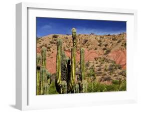 Cacti in Canon del Inca, Tupiza Chichas Range, Andes, Southwestern Bolivia, South America-Simon Montgomery-Framed Photographic Print