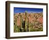 Cacti in Canon del Inca, Tupiza Chichas Range, Andes, Southwestern Bolivia, South America-Simon Montgomery-Framed Photographic Print