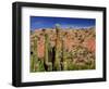 Cacti in Canon del Inca, Tupiza Chichas Range, Andes, Southwestern Bolivia, South America-Simon Montgomery-Framed Photographic Print