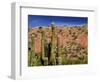 Cacti in Canon del Inca, Tupiza Chichas Range, Andes, Southwestern Bolivia, South America-Simon Montgomery-Framed Photographic Print