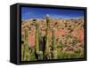 Cacti in Canon del Inca, Tupiza Chichas Range, Andes, Southwestern Bolivia, South America-Simon Montgomery-Framed Stretched Canvas