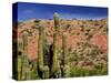 Cacti in Canon del Inca, Tupiza Chichas Range, Andes, Southwestern Bolivia, South America-Simon Montgomery-Stretched Canvas