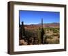 Cacti in Canon del Inca, Tupiza Chichas Range, Andes, Southwestern Bolivia, South America-Simon Montgomery-Framed Photographic Print