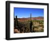 Cacti in Canon del Inca, Tupiza Chichas Range, Andes, Southwestern Bolivia, South America-Simon Montgomery-Framed Photographic Print