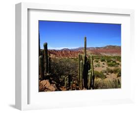 Cacti in Canon del Inca, Tupiza Chichas Range, Andes, Southwestern Bolivia, South America-Simon Montgomery-Framed Photographic Print