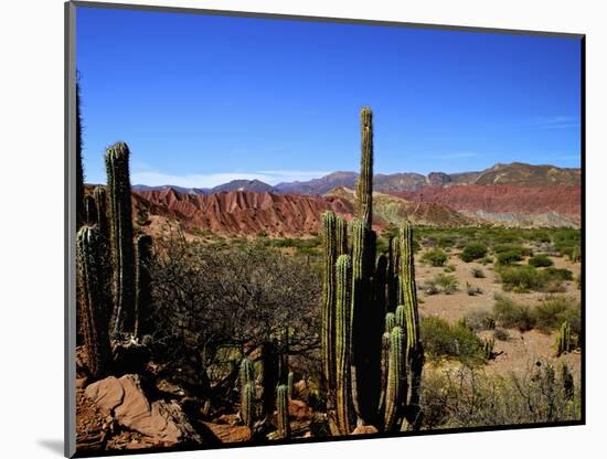 Cacti in Canon del Inca, Tupiza Chichas Range, Andes, Southwestern Bolivia, South America-Simon Montgomery-Mounted Photographic Print