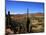 Cacti in Canon del Inca, Tupiza Chichas Range, Andes, Southwestern Bolivia, South America-Simon Montgomery-Mounted Photographic Print