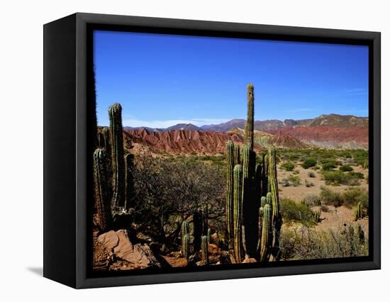 Cacti in Canon del Inca, Tupiza Chichas Range, Andes, Southwestern Bolivia, South America-Simon Montgomery-Framed Stretched Canvas