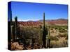 Cacti in Canon del Inca, Tupiza Chichas Range, Andes, Southwestern Bolivia, South America-Simon Montgomery-Stretched Canvas