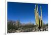 Cacti in dry desert like landscape, Baja California, Mexico, North America-Peter Groenendijk-Framed Photographic Print