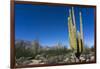 Cacti in dry desert like landscape, Baja California, Mexico, North America-Peter Groenendijk-Framed Photographic Print